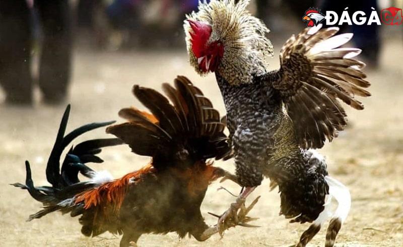 Nên am hiểu đặc điểm của gà đá trước khi chơi